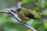 New Zealand Bellbirdborder=